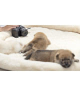 RF-S 7.8mm F4 STM DUAL MILC Lente stereoscopica Nero