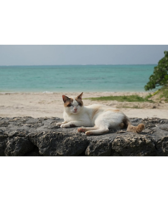 XF 55-200mm f/3.5-4.8 LM OIS Fujinon