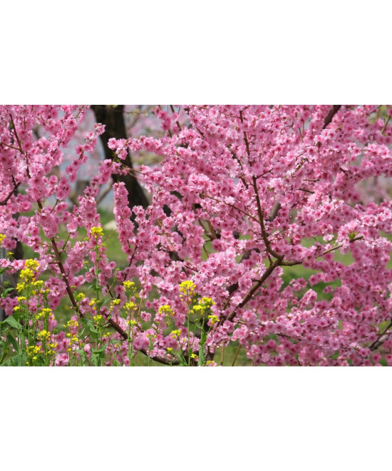 XF 55-200mm f/3.5-4.8 LM OIS Fujinon