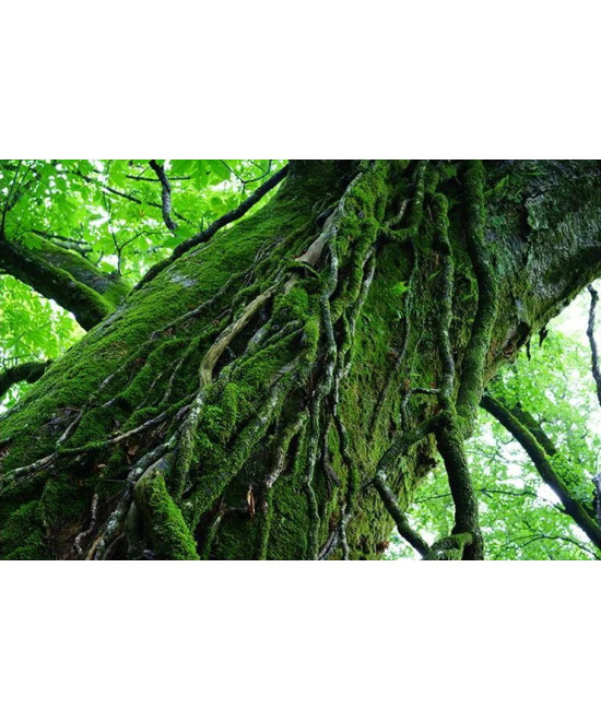 FE 55mm f/1.8 Sonnar Zeiss E-Mount