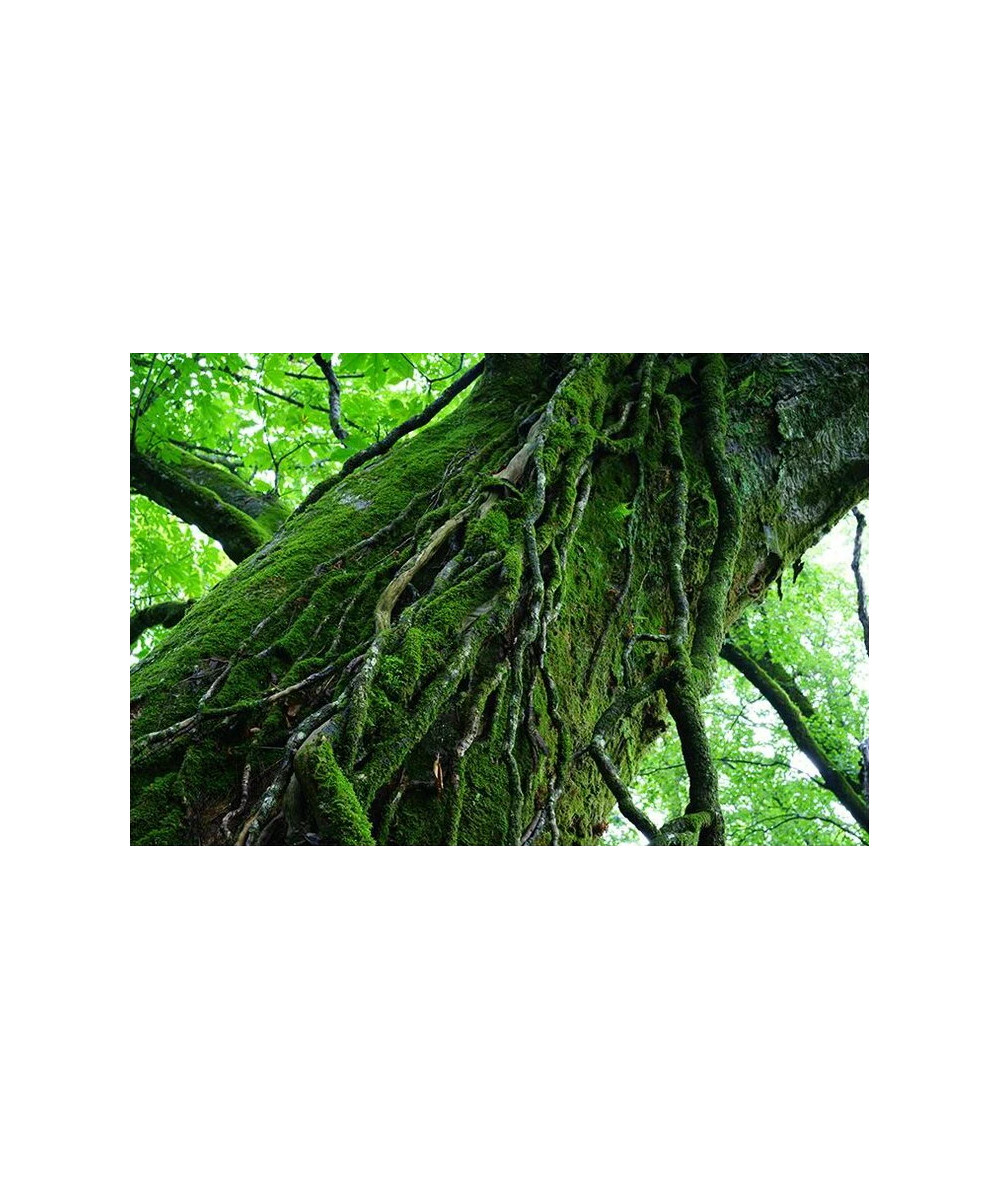 FE 55mm f/1.8 Sonnar Zeiss E-Mount