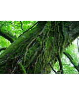 FE 55mm f/1.8 Sonnar Zeiss E-Mount