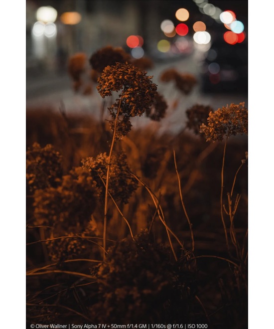 FE 50mm f/1.4 G Master GM