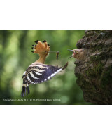 FE 70-200mm f/4 G OSS II