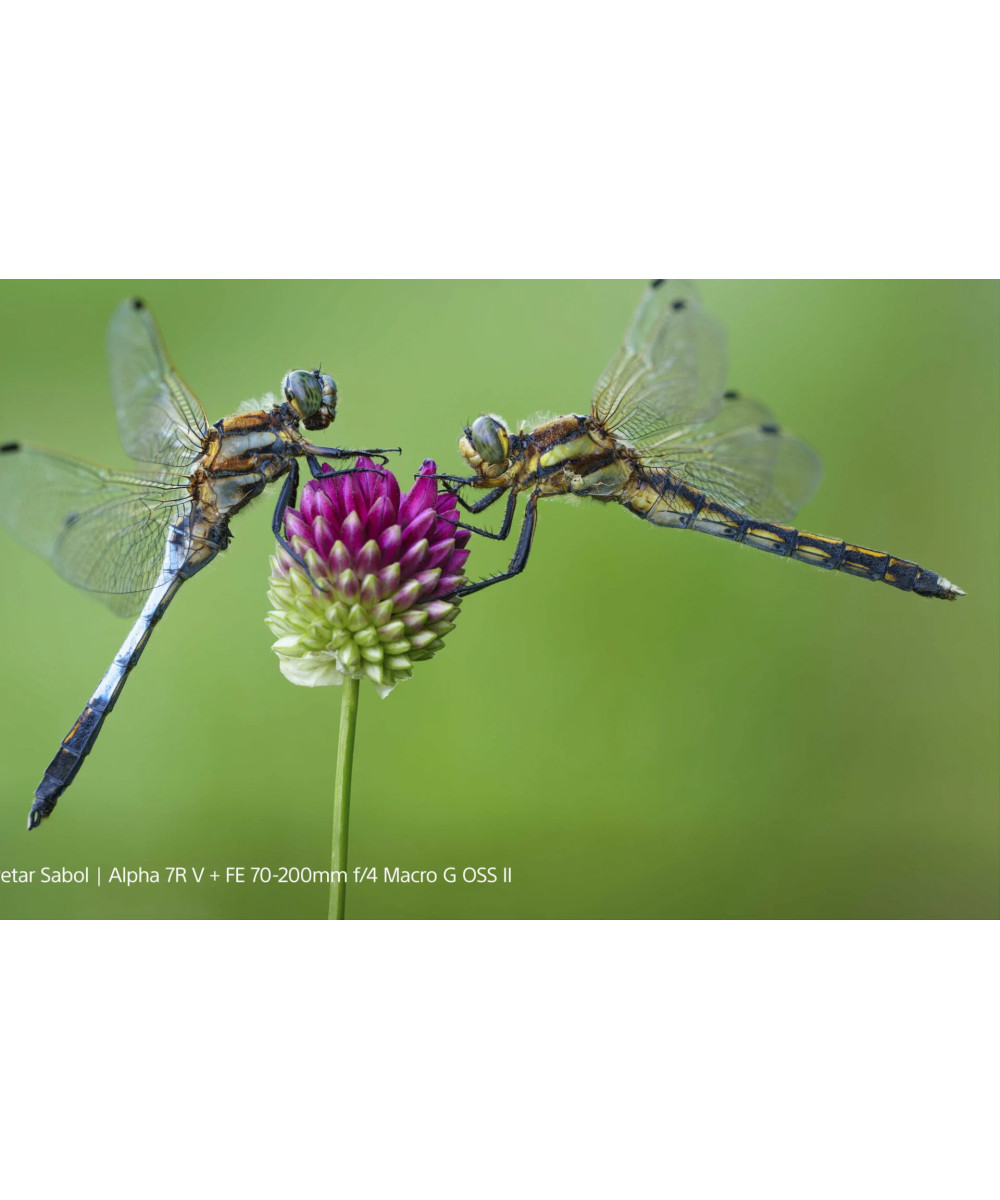 FE 70-200mm f/4 G OSS II