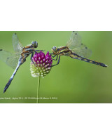 FE 70-200mm f/4 G OSS II