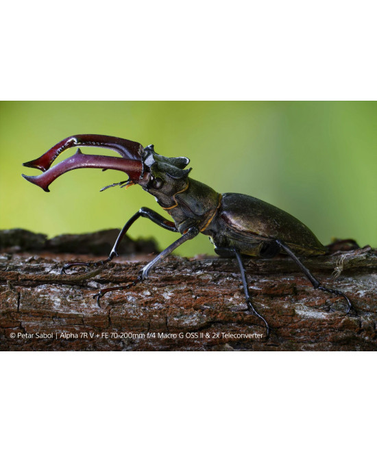 FE 70-200mm f/4 G OSS II