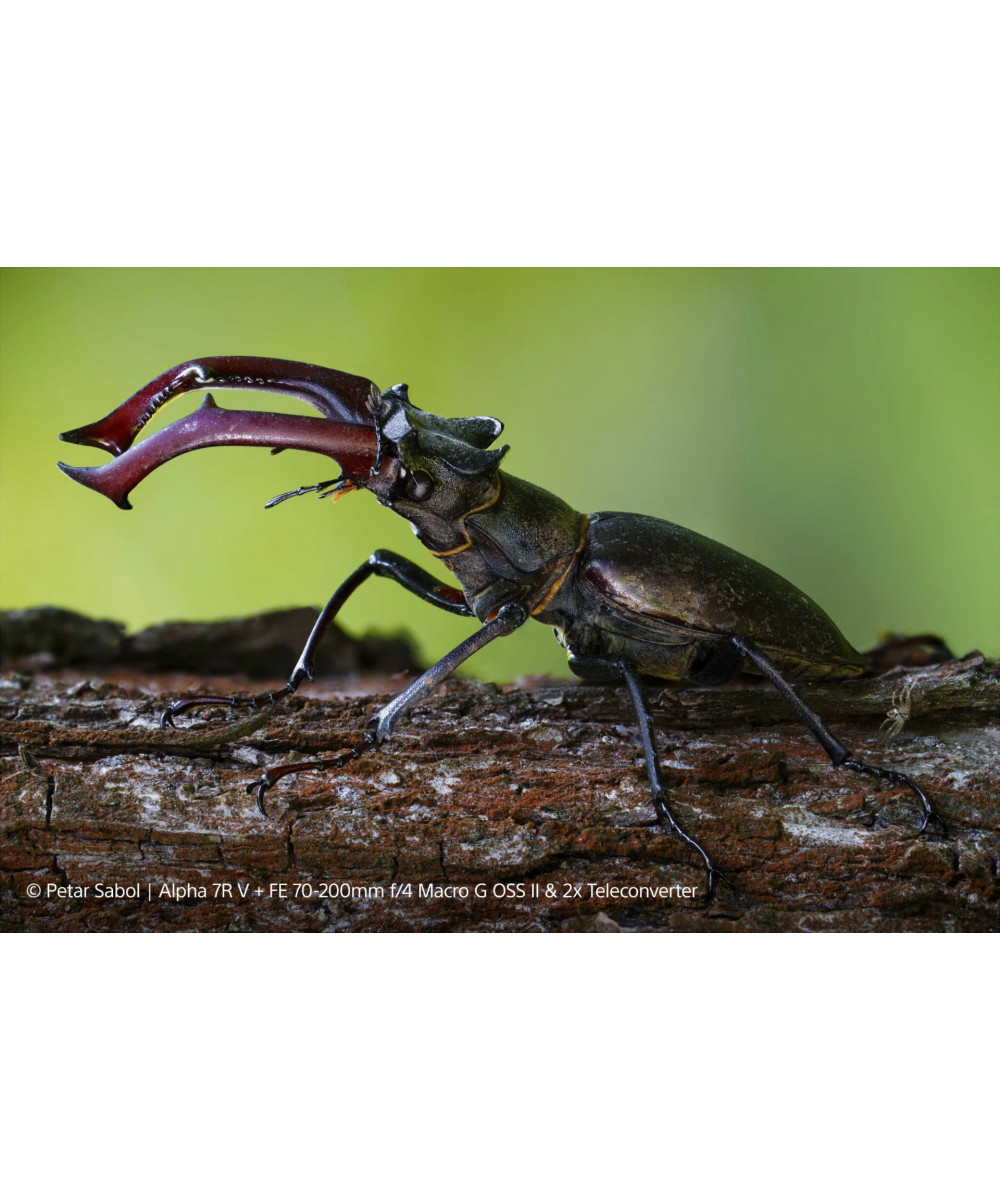 FE 70-200mm f/4 G OSS II