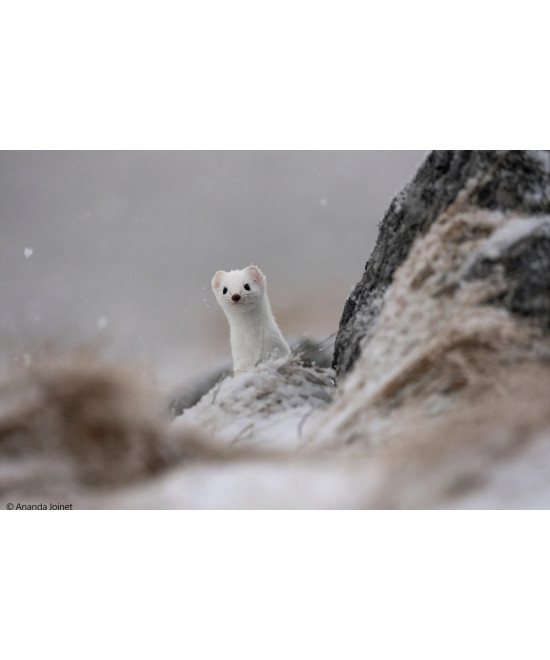 FE 400-800mm f/6.3-8 G