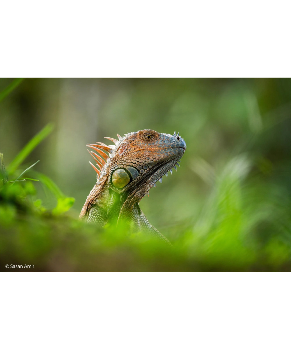 FE 400-800mm f/6.3-8 G