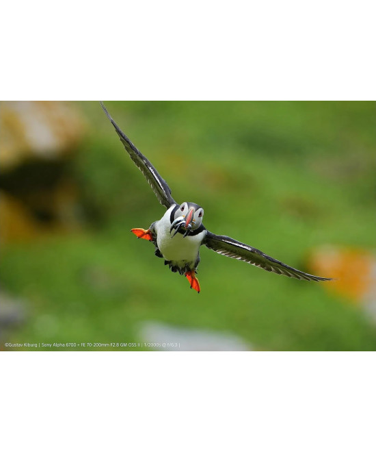 Alpha 6700 + SEL-P 16-50mm f/3.5-5.6 PZ OSS II