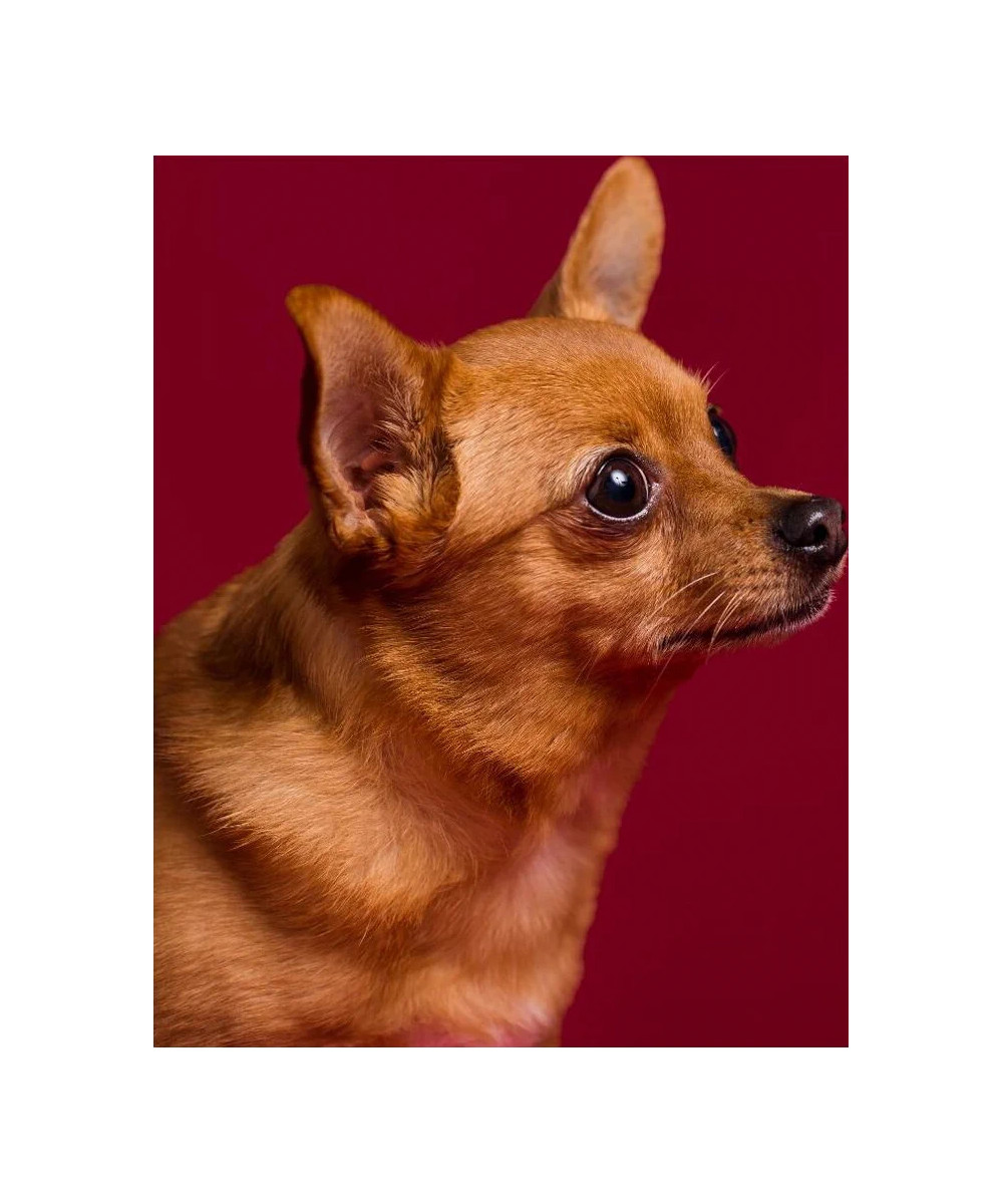Fondale in cartoncino Crimson 2,72 x 11 metri