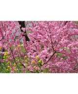 XF 55-200mm f/3.5-4.8 LM OIS Fujinon
