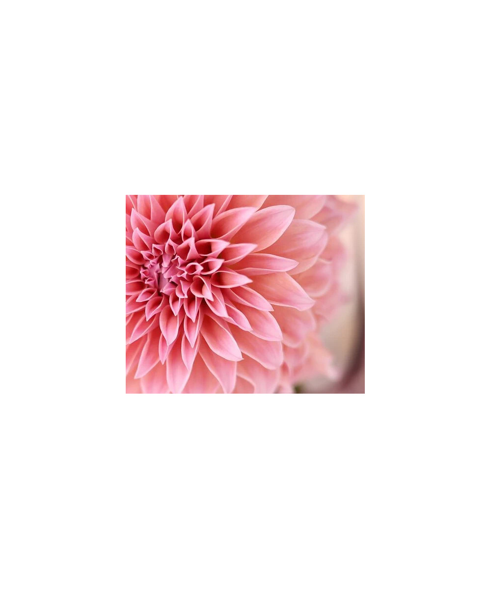 RF 85mm f/1.4 L VCM