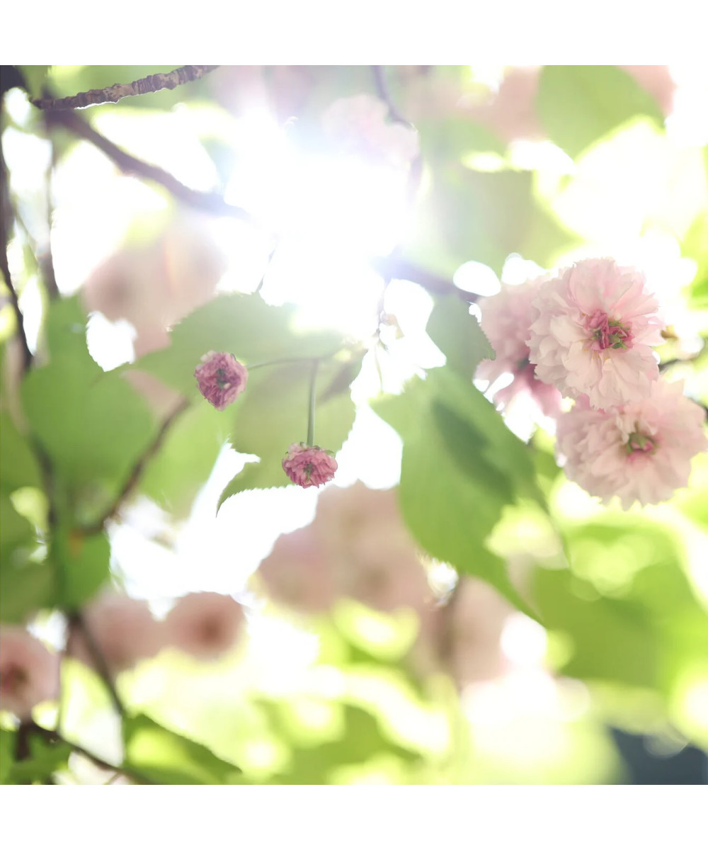RF 85mm f/1.4 L VCM