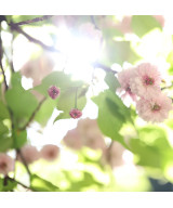 RF 85mm f/1.4 L VCM