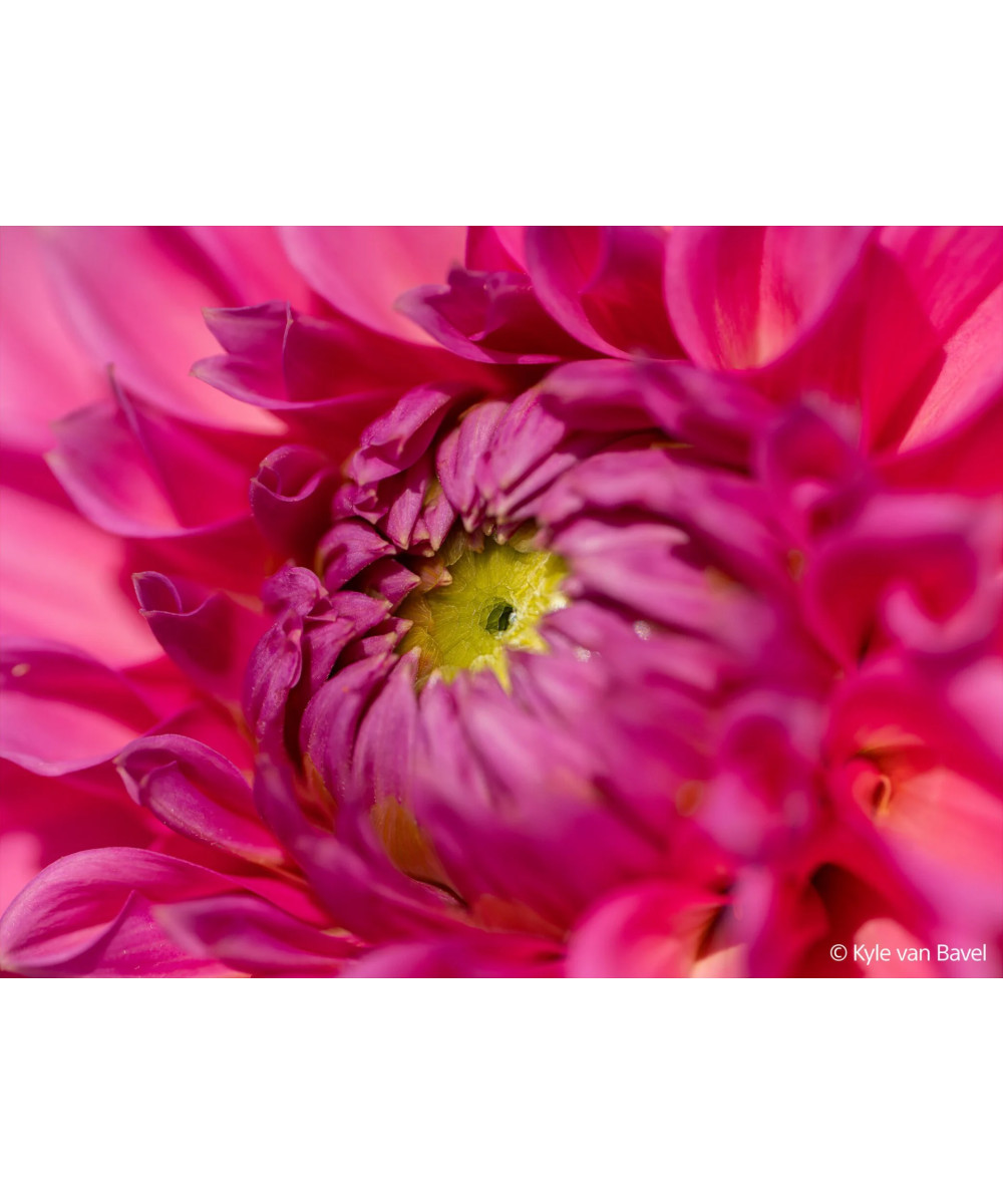 FE 100mm f/2.8 Macro G Master