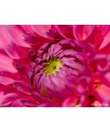 FE 100mm f/2.8 Macro G Master