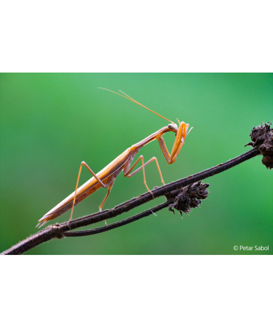 FE 100mm f/2.8 Macro G Master