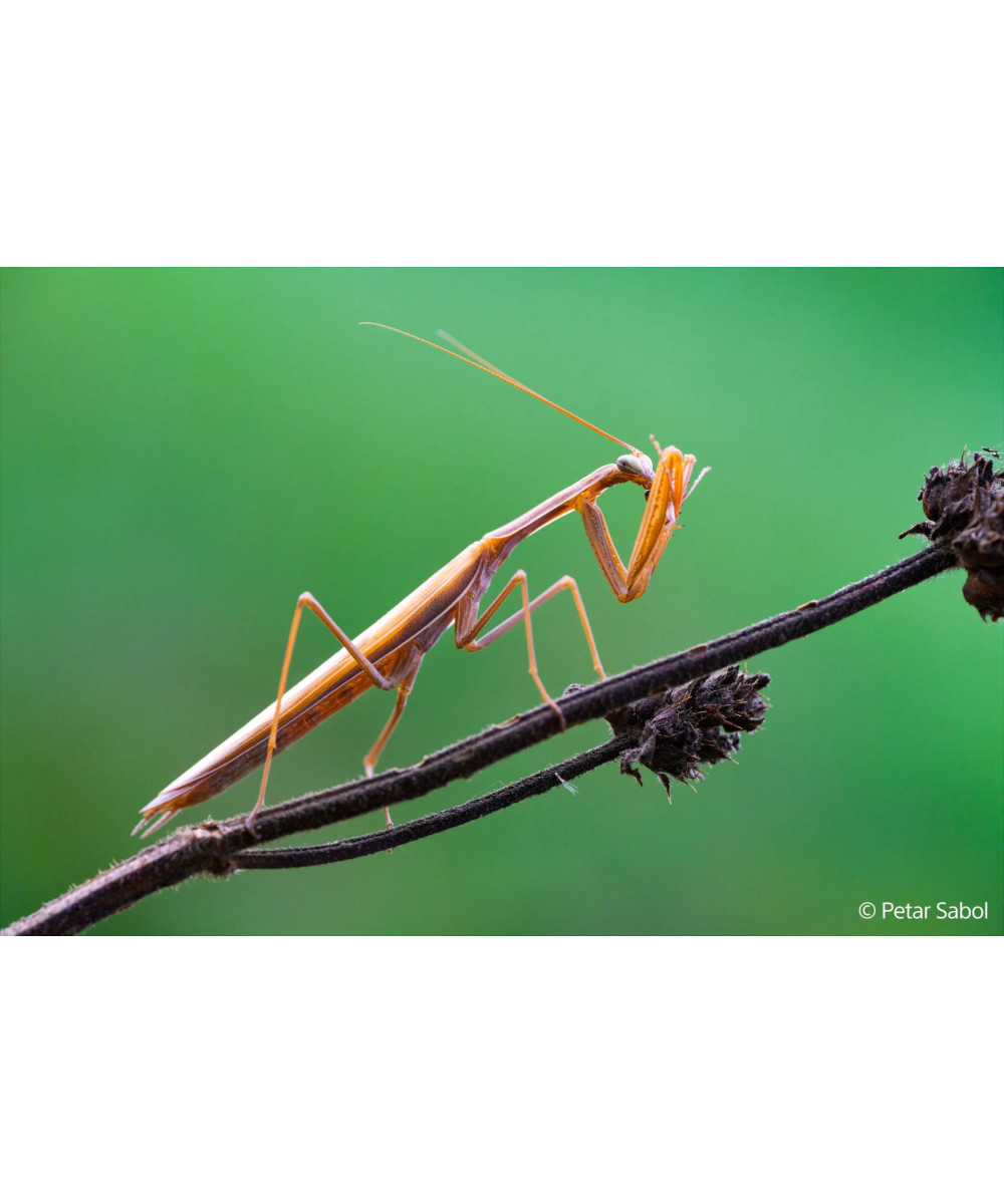 FE 100mm f/2.8 Macro G Master