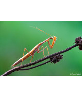 FE 100mm f/2.8 Macro G Master