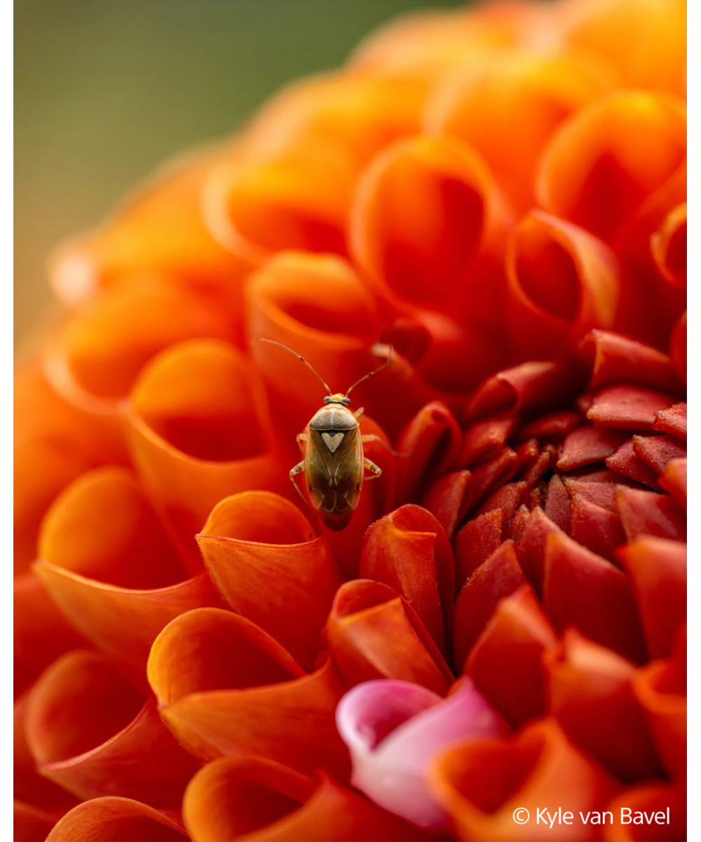 FE 100mm f/2.8 Macro G Master