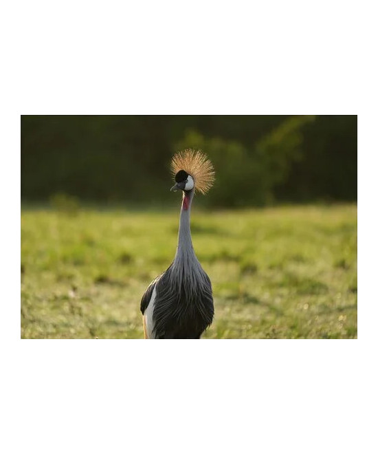 FE 100-400mm f/4.5 G Master