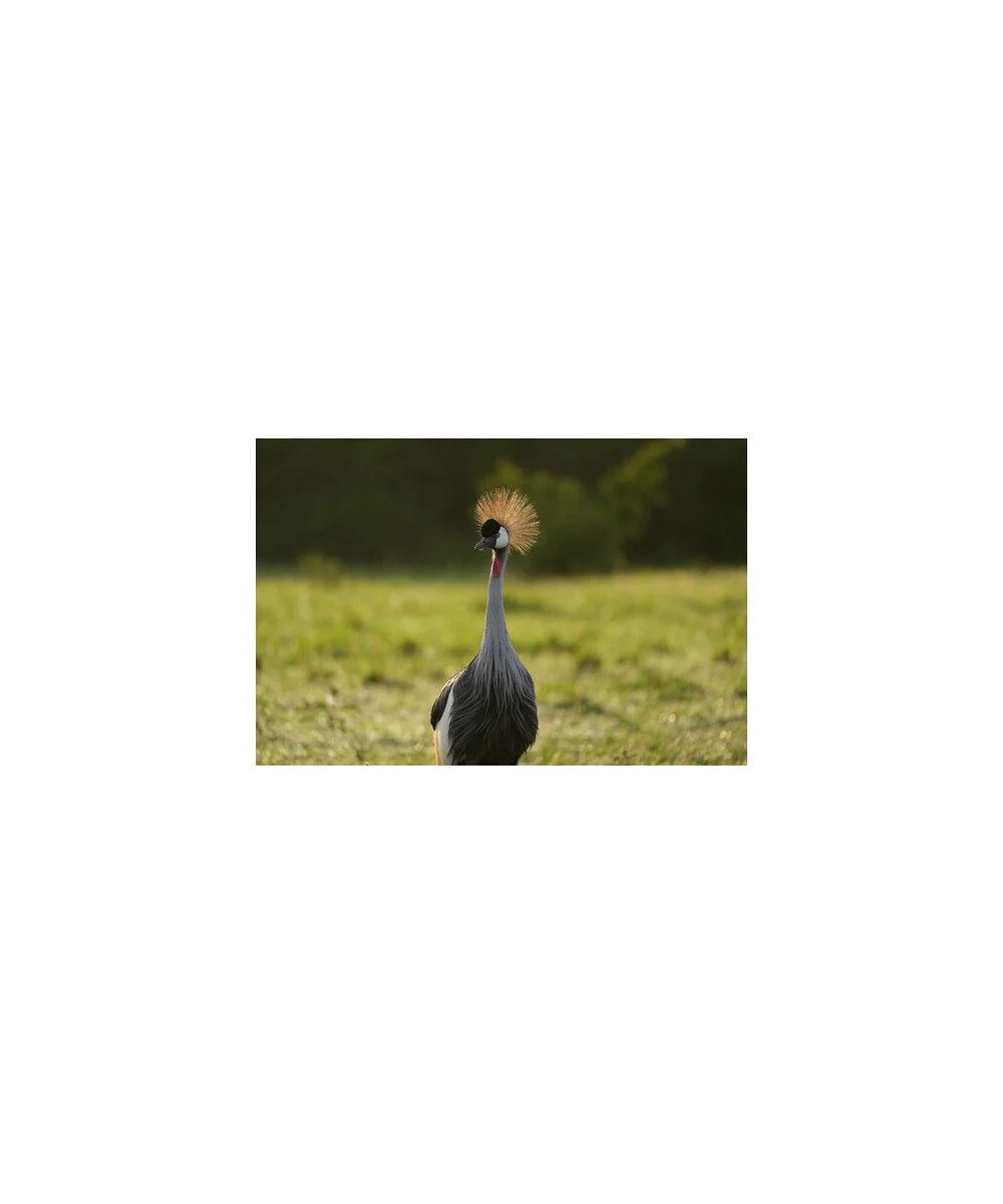 FE 100-400mm f/4.5 G Master