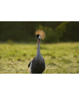 FE 100-400mm f/4.5 G Master