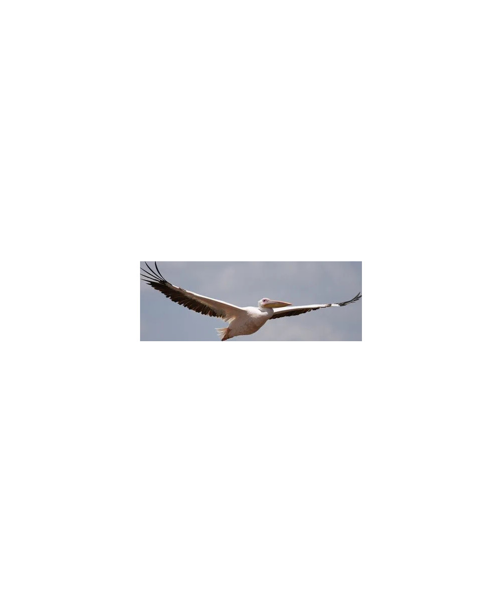 FE 100-400mm f/4.5 G Master
