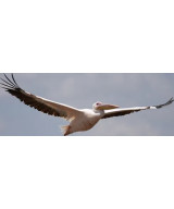 FE 100-400mm f/4.5 G Master