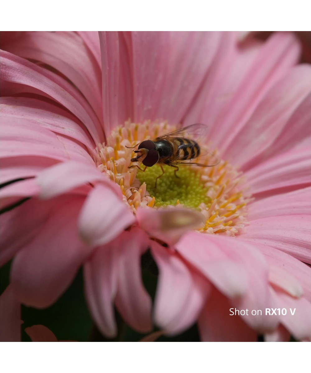 RX10 V con Zoom escursione da 24 a 600 mm e video in 4K a 120p