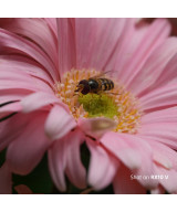 RX10 V con Zoom escursione da 24 a 600 mm e video in 4K a 120p